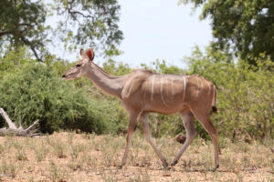 Kudu