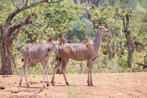 Kudu