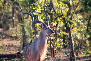 Kudu