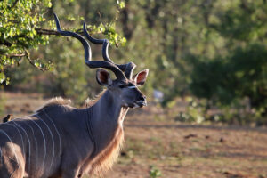 Kudu