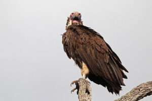 Lappet Faced Vulture