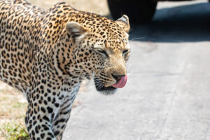 Leopard