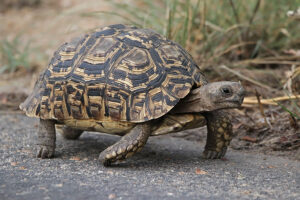 Leopard Tortoise