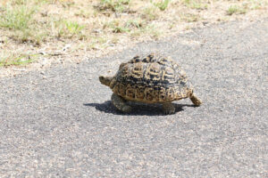 Leopard Tortoises