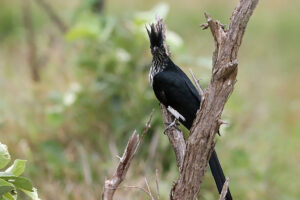 Levaillant’s Cuckoo