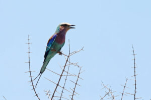 Lilac Breasted Roller