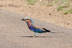 Lilac Breasted Roller