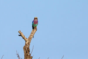 Lilac breasted Roller