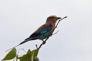 Lilac breasted Roller