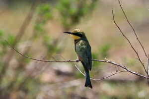 Little Bee Eater