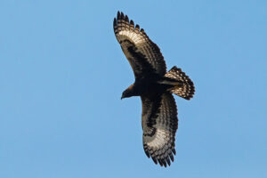 Long Crested Eagle!