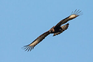 Long Crested Eagle!