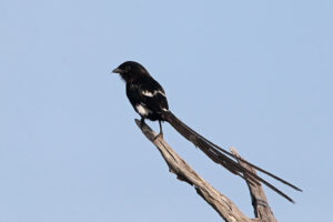 Magpie Shrike