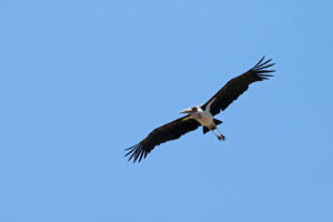 Marabou Stork