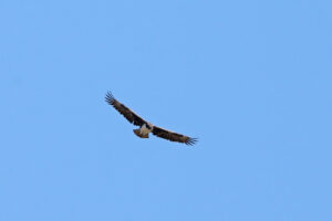 Martial Eagle