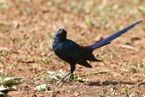 Meves Starling