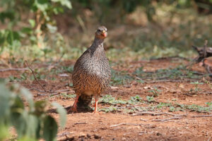 Natal Spurfowl