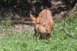 Nyala