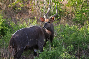 Nyala