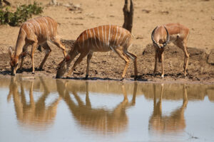 Nyala