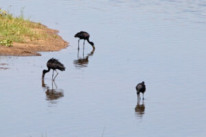 Open Billed Stork