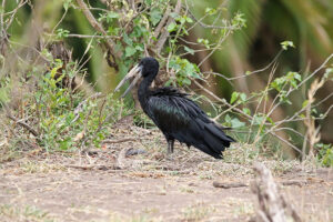 Open billed Stork