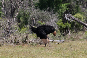 Ostrich