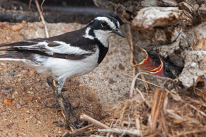Pied Wagtail