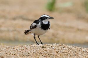 Pied Wagtail Adult