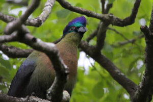 Purple Crested Turaco