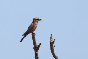 Purple Roller