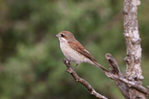 Red Backed Shrike