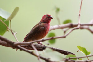Red Billed Firefinch