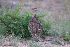 Red Crested Korhaan