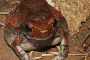 Red Toad