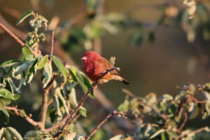 Red billed Firefinch