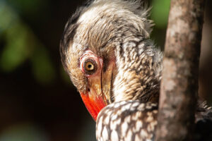 Red billed Hornbill