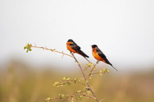 Red breasted Swallow
