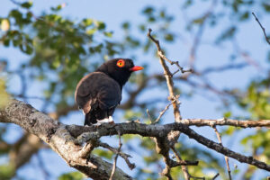 Retzs Helmetshrike