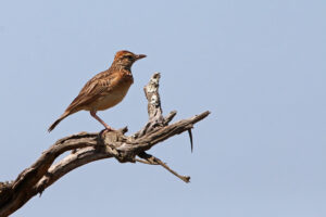 Rufous naped Lark