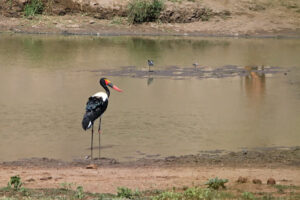 Saddle Billed Stork