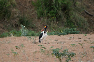 Saddle Billed Stork