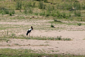 Saddle Billed Stork