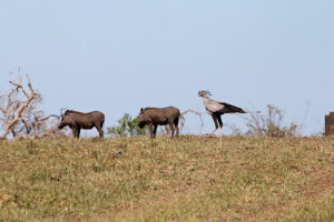 Secretary Bird