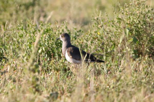 Senegal Lapwing