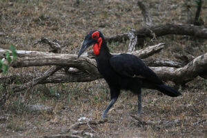 Southern Ground Hornbill