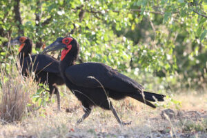 Southern Ground Hornbill