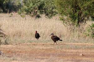 Southern Ground Hornbill