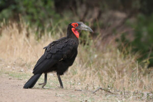 Southern Ground Hornbill