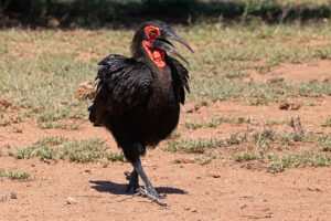 Southern Ground Hornbill